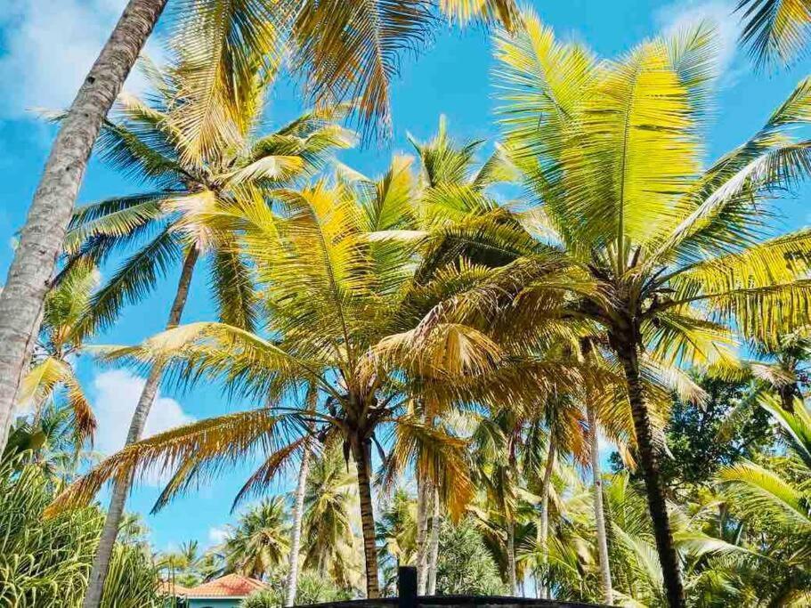 Palm House - Luxury Villa - Samana - Ocean Front Sanchez Exterior photo